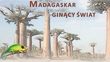 Gincy wiat Madagaskaru na wystawie w Uniwersyteckim Centrum Przyrodniczym UwB