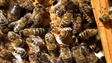 Naukowcy z UMCS opracowali lek dla pszczó